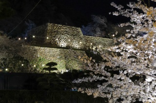 鳥取城跡・久松公園　桜ライトアップ