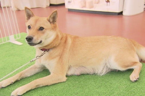 看板犬 山陰柴犬のジョンちゃん♡