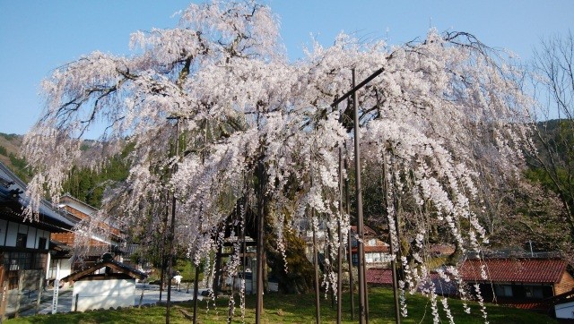 泰雲寺のしだれ桜