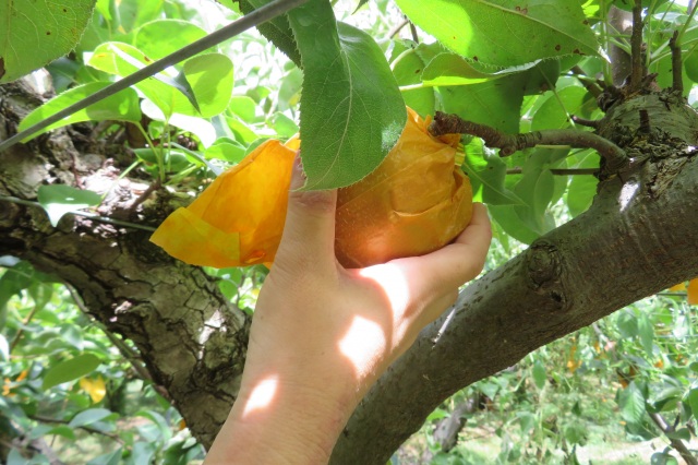 季節の果物狩り（イメージ）