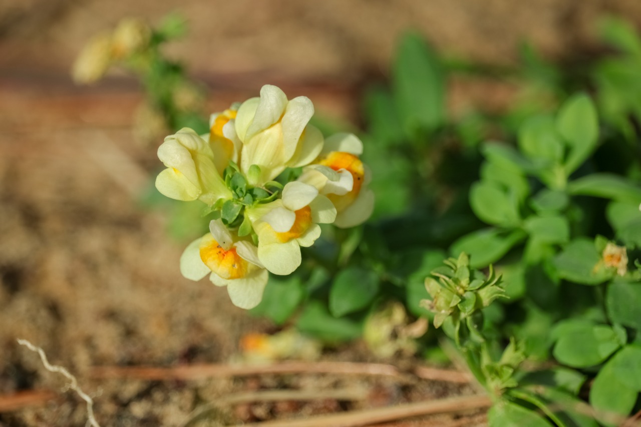 秋　ウンラン　©TRAIL ON