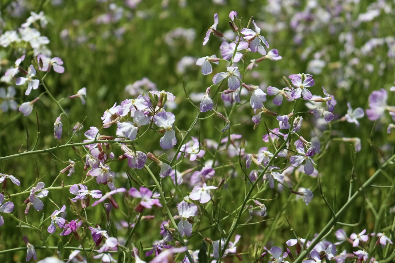 春　ハマダイコン　©TRAIL ON