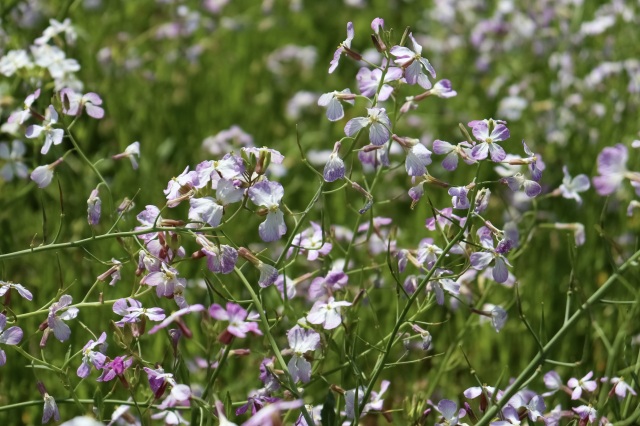 春　ハマダイコン　©TRAIL ON