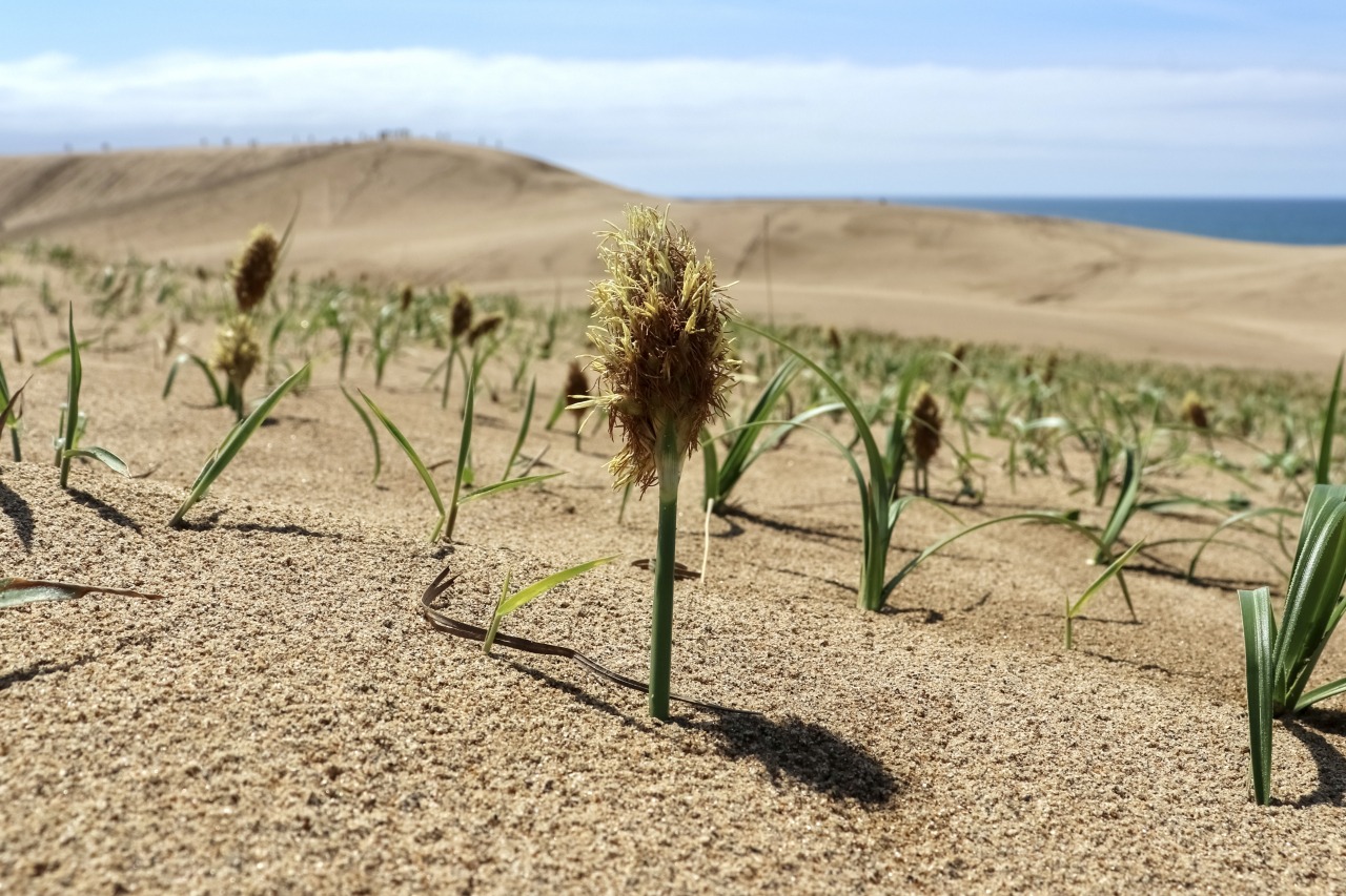 春　コウボウムギ　©TRAIL ON