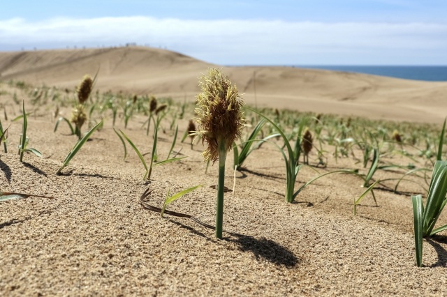 春　コウボウムギ　©TRAIL ON