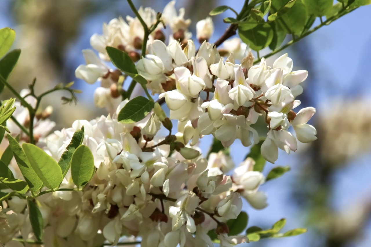 春　ニセアカシア　©TRAIL ON