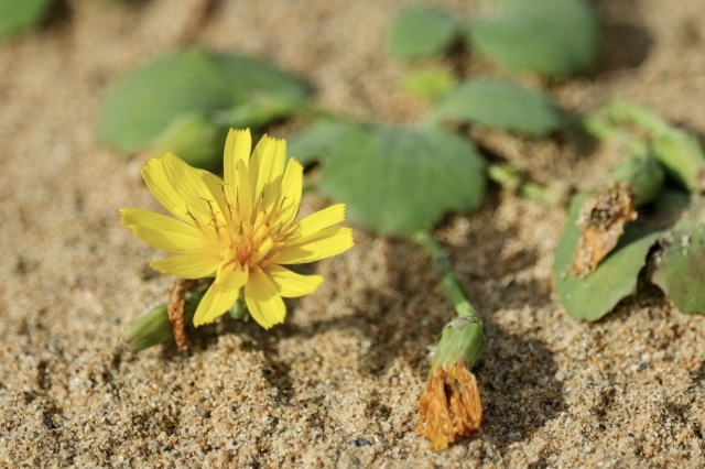 秋　ハマニガナ　©TRAIL ON