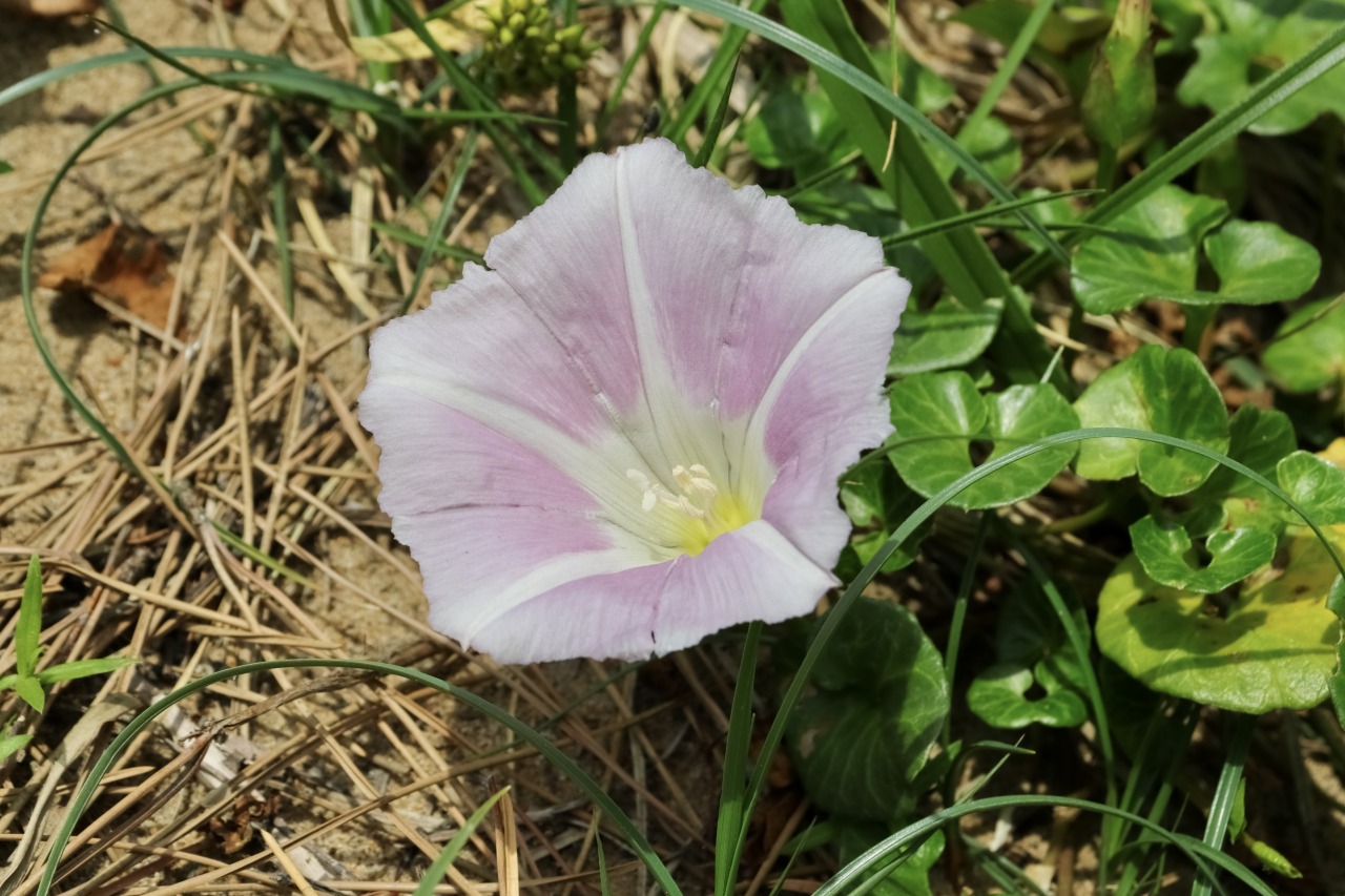 春　ハマヒルガオ　©TRAIL ON