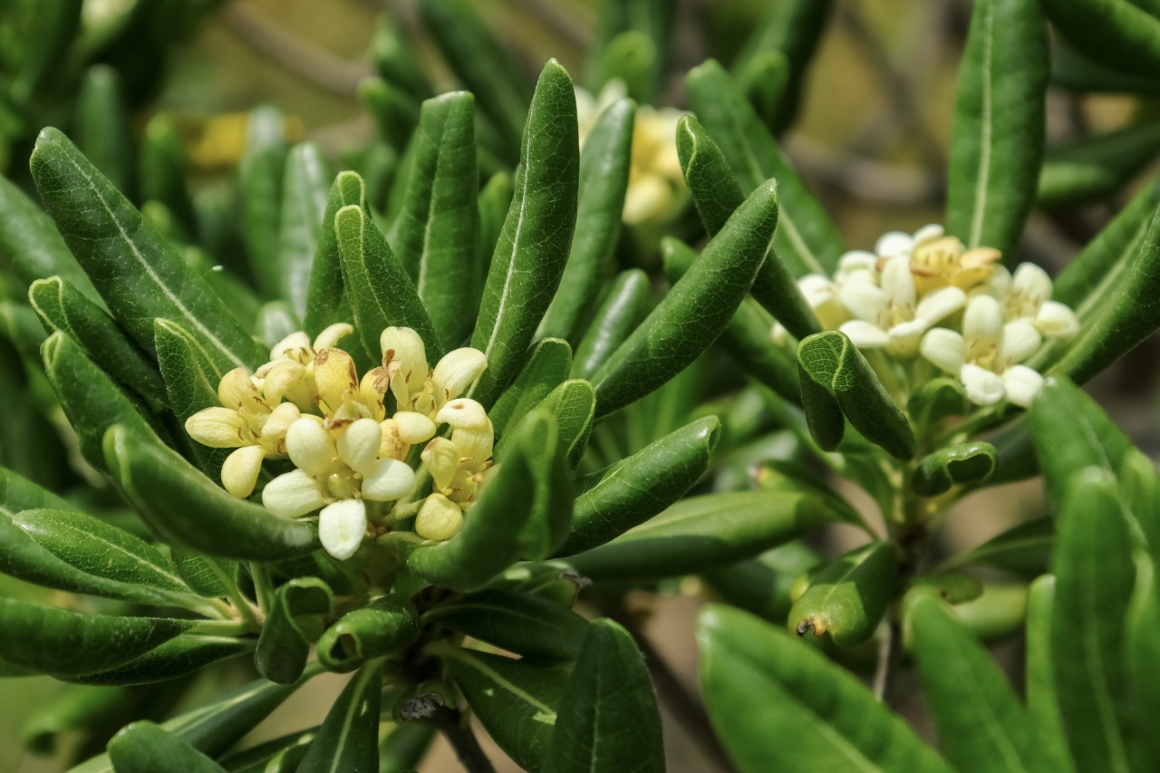 春　トベラ　©TRAIL ON