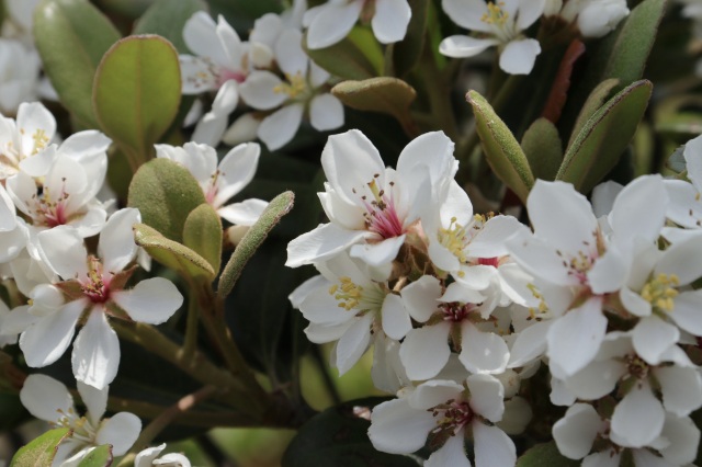 春　シャリンバイ　©TRAIL ON