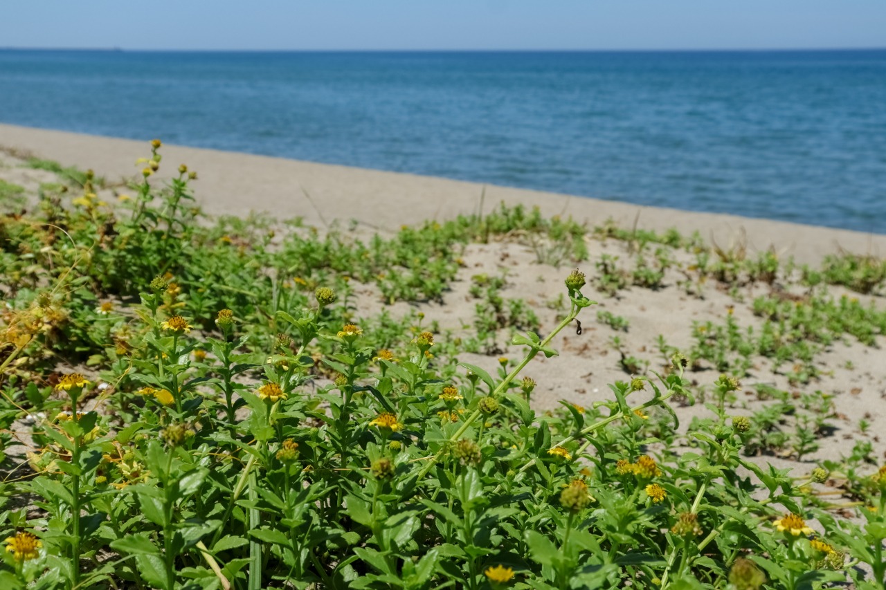 夏　ネコノシタ　©TRAIL ON