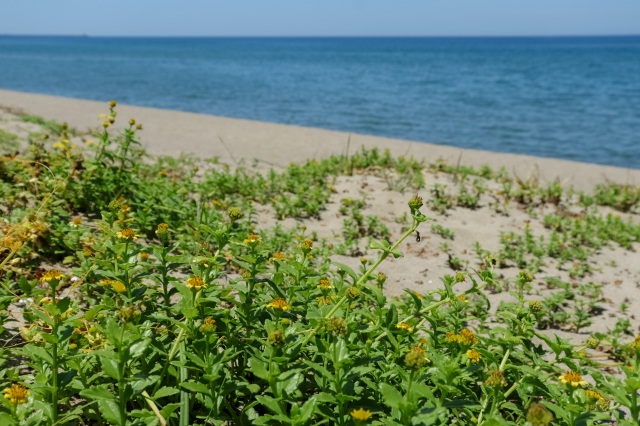 夏　ネコノシタ　©TRAIL ON