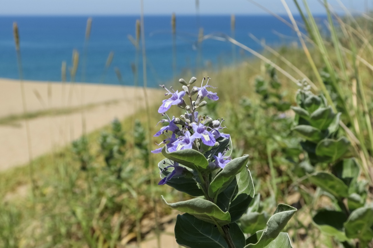 夏　ハマゴウ　©TRAIL ON