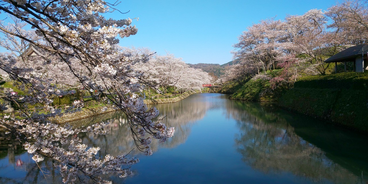 鹿野桜まつり