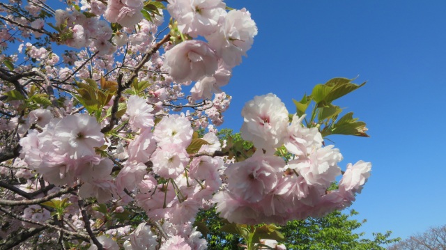 季節の花を楽しむ